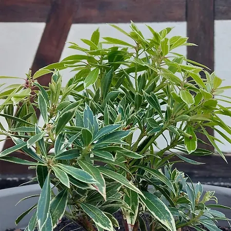 Nyaraló La Maison Kouglof *